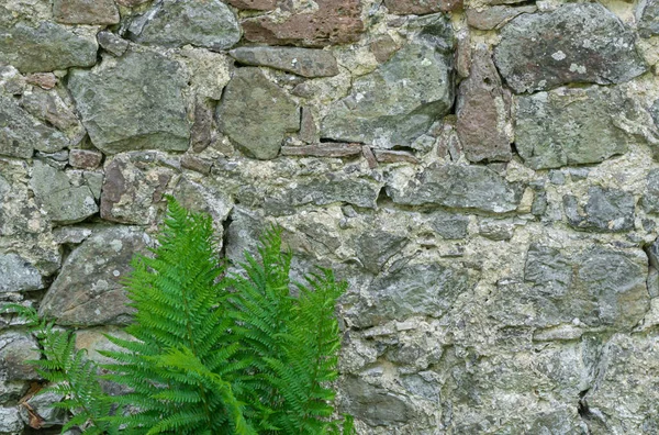 Ściana Starych Kamieni Paproć — Zdjęcie stockowe