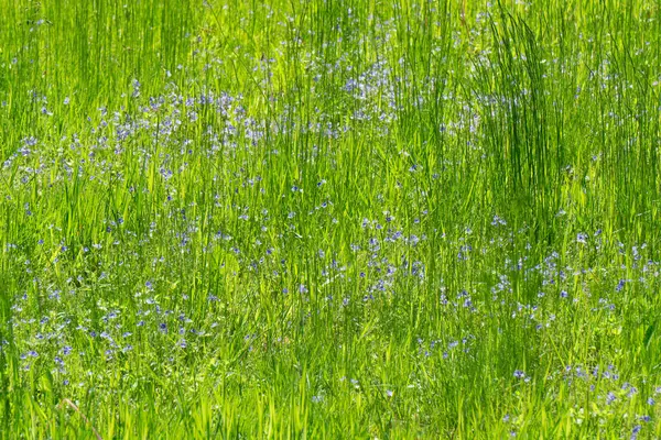 Pradera Verde Con Pequeñas Flores Azules — Foto de Stock