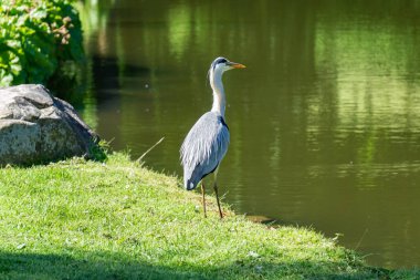 Göldeki balıkçıl.