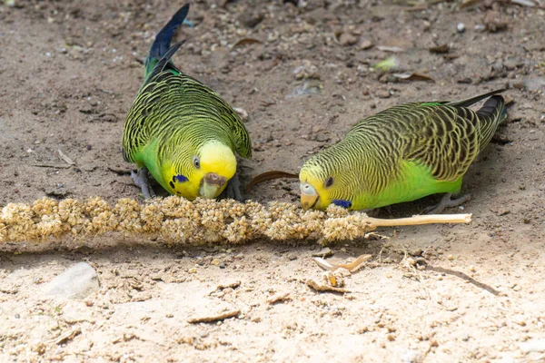İki yeşil muhabbet kuşu darı iğnesiyle besleniyor.