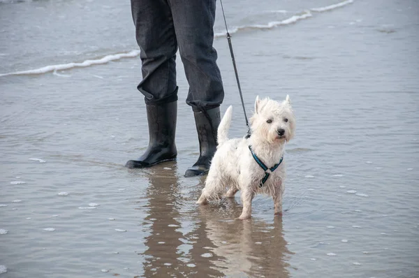 West Highland White Terrier Divierte Playa — Foto de Stock