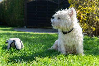 Batı Highland Beyaz Teriyeri bahçede