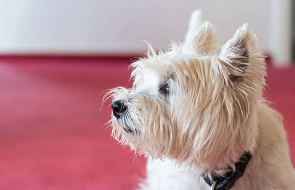 Niedlicher West Highland White Terrier Auf Rotem Teppichboden — Stockfoto