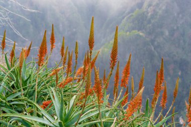 Portekiz, Madeira dağlarında güzel çiçek açan aloe vera