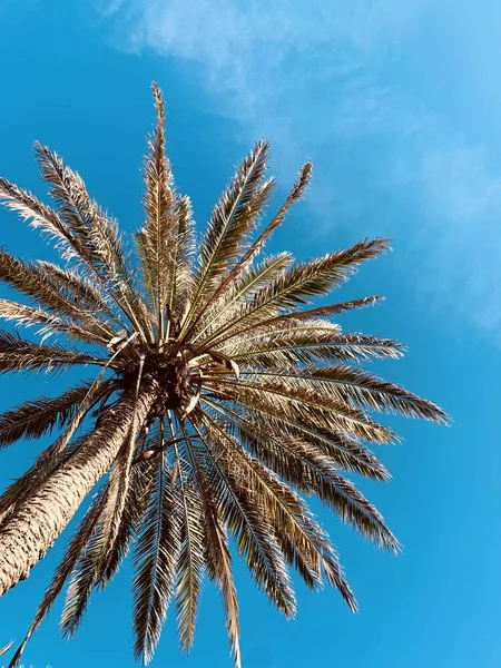 Groene palmboom op blauwe lucht achtergrond — Stockfoto