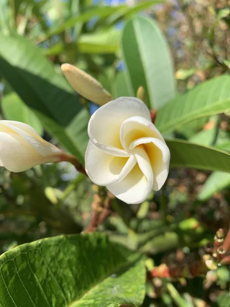 Białe tło kwitnących magnolii. Botaniczny tła. Magnolia kwiat w ogrodzie. — Zdjęcie stockowe