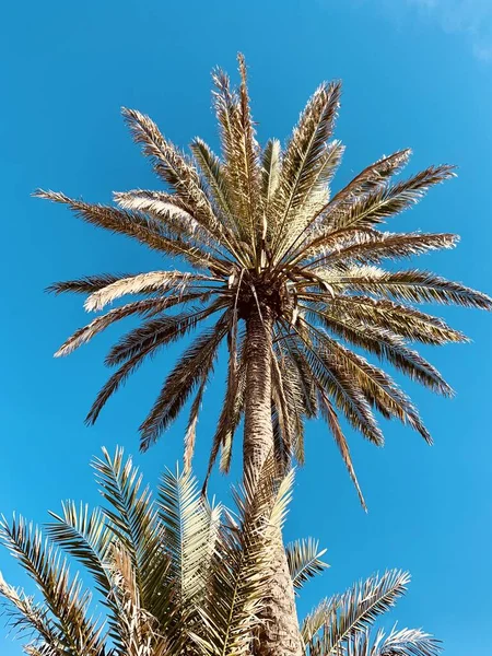 青空に緑のヤシの木背景 — ストック写真