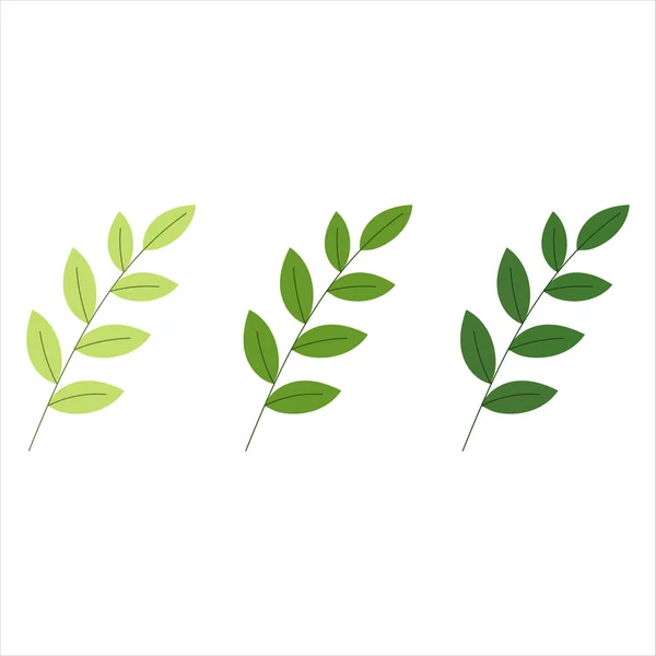 Folhas verdes definidas. folha de árvore sempre verde ilustração vetorial Eps 10 . — Vetor de Stock