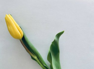 Sarı lale açık mavi arkaplanda izole edildi