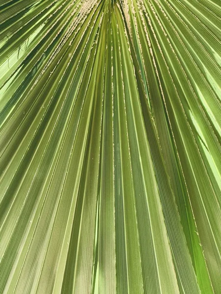 Abstract image of big green palm leaf for background.