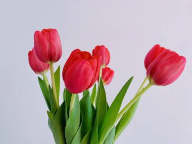 Beyaz arkaplanda kırmızı ya da pembe bahar lale çiçekleri.