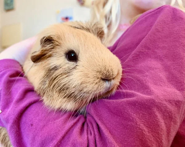 Vue Rapprochée Mignon Cavy Dans Les Mains Vibrante Petite Fille — Photo