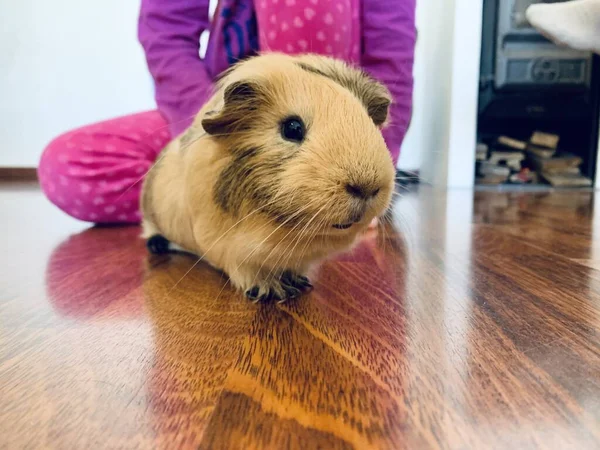 Closeup Άποψη Του Χαριτωμένο Κόκκινο Cavy Στο Πάτωμα Κοντά Στο — Φωτογραφία Αρχείου