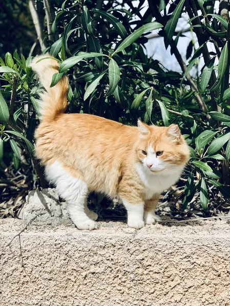 Primer plano retrato de gato rojo con ojos amarillos mirando hacia otro lado. Ginger gato rojo y blanco caminando en el jardín — Foto de Stock