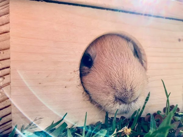 Meerschweinchen Oder Meerschweinchen Sitzen Einem Kleinen Holzhaus Auf Dem Gras — Stockfoto