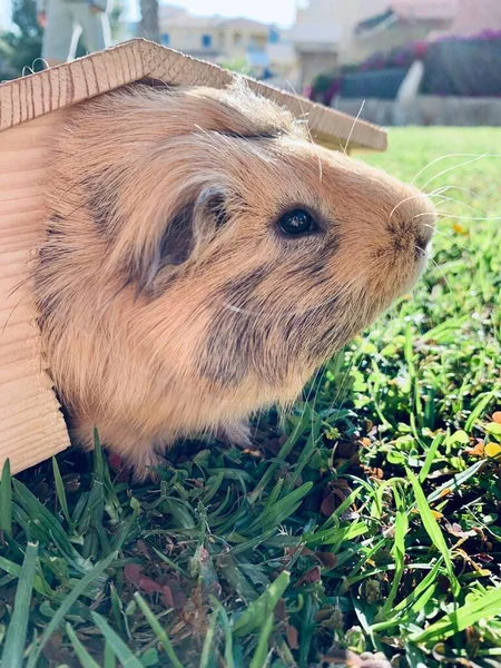 A guinea pig or cavy sitting in wooden small house on the grass in the garden close up