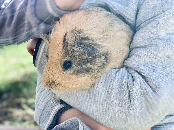 Guinee Varken Handen Van Jongen Tuin — Stockfoto