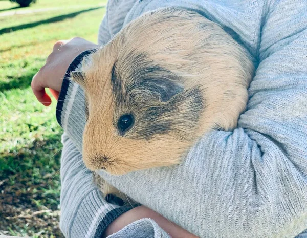 Cochon Guinée Dans Les Mains Garçon Enfant Dans Jardin — Photo