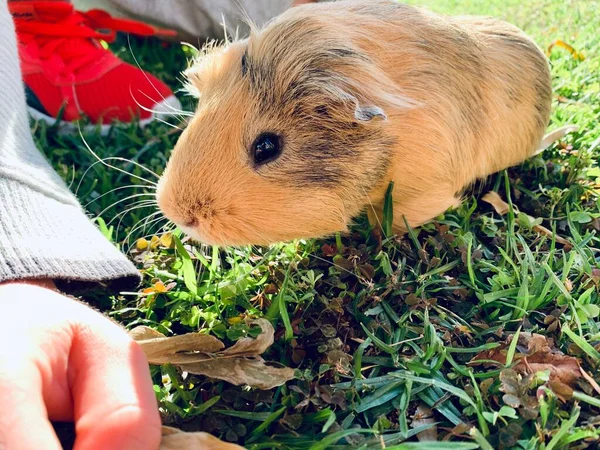 Ein Meerschweinchen oder Meerschweinchen, das in einem Frühlingsfeld sitzt — Stockfoto