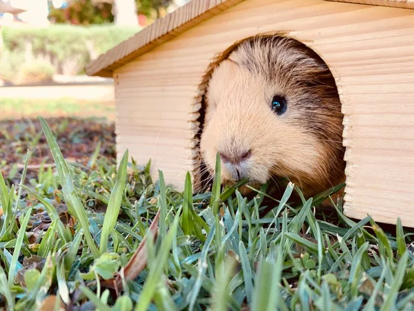 Uma cobaia ou cavy sentado em pequena casa de madeira na grama — Fotografia de Stock