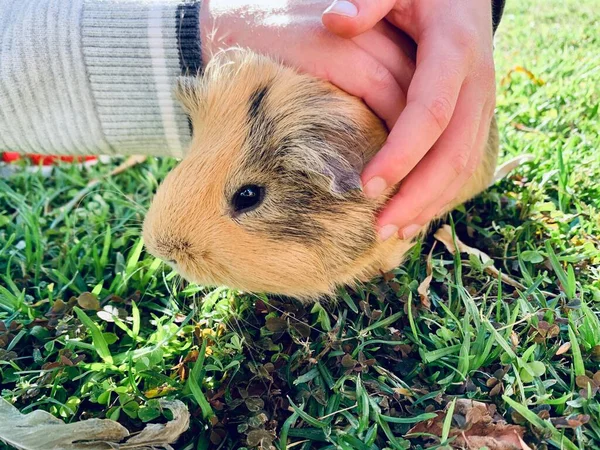 Un cobaye ou une cavité assis dans un champ de printemps. Garçon caressant le porc authentique — Photo