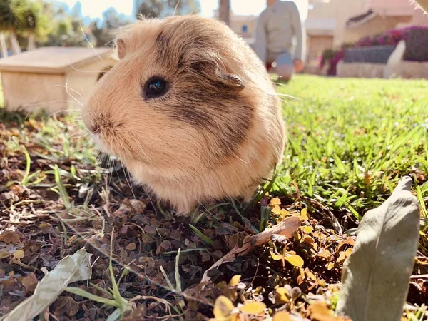 A guinea pig or cavy sitting in a spring field on the grass