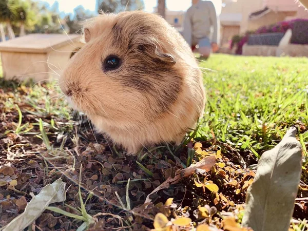 Prase Morče Nebo Cavy Sedící Jarním Poli Trávě — Stock fotografie