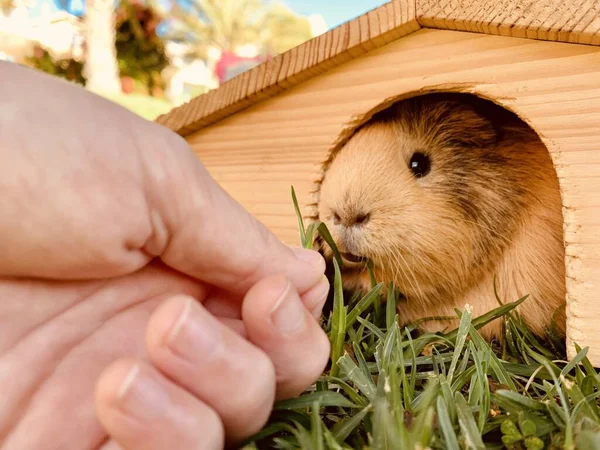 Meerschweinchen Frisst Frisches Gras Aus Jungenhand — Stockfoto