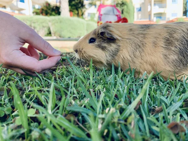 Meerschweinchen Frisst Frisches Gras Aus Jungenhand — Stockfoto