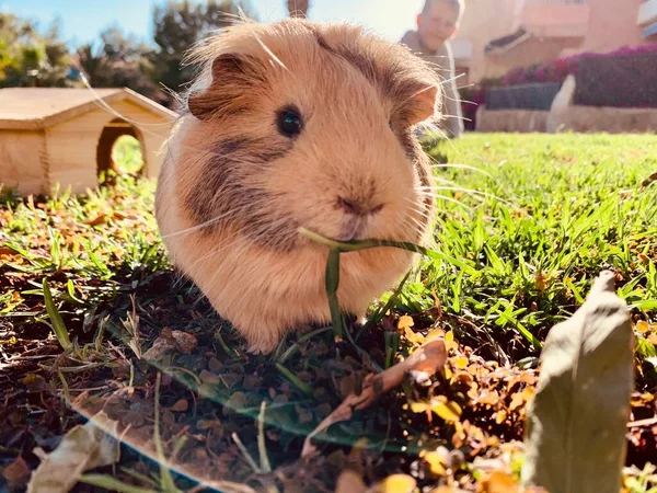 Guinea Prase Jíst Čerstvou Trávu Chlapecké Ruky — Stock fotografie