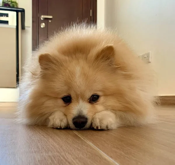 Bonito Marrom Bege Pomeranian Spitz Cão Que Coloca Fundo Chão — Fotografia de Stock