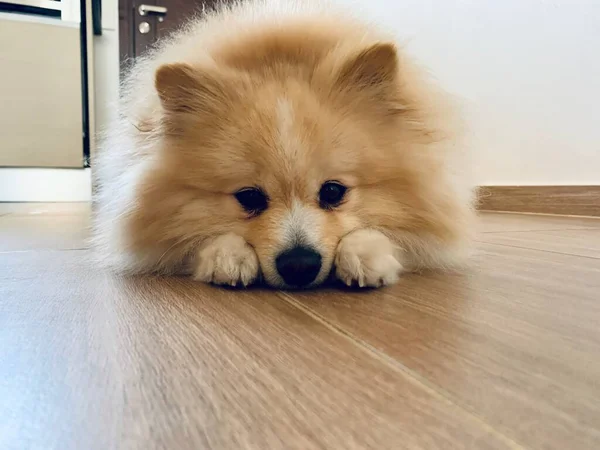 Lindo Marrón Beige Pomeranian Spitz Perro Tendido Fondo Del Piso —  Fotos de Stock