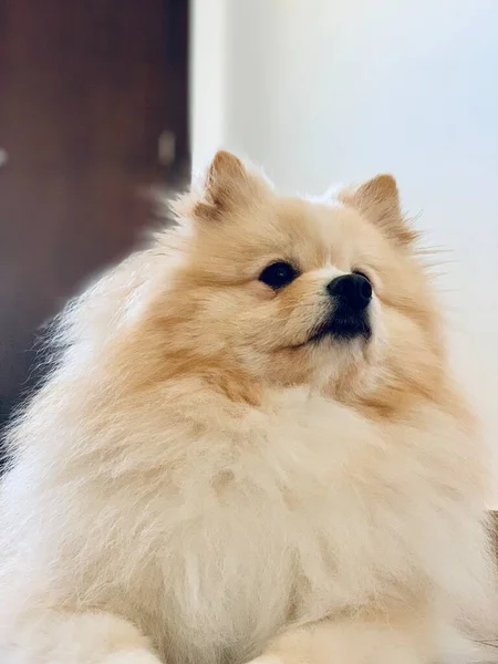 Una Hermosa Hembra Raza Pequeña Pomeranian Pie Sobre Sus Dos —  Fotos de Stock