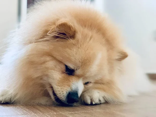 Zeminden Yemek Yiyen Sevimli Pomeranian Köpeğine Yaklaş — Stok fotoğraf