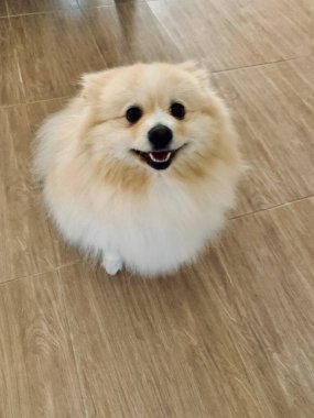 Zeminde oturan Pomeranian Spitz 'in portresi