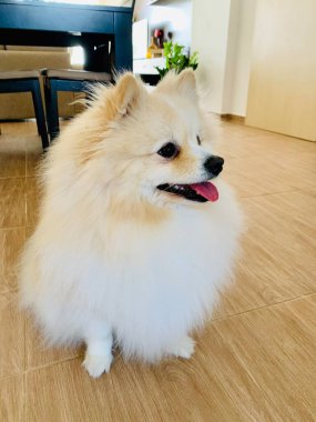 Zeminde oturan Pomeranian Spitz 'in portresi