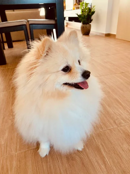 Retrato de spitz pomeraniano sentado en el suelo —  Fotos de Stock