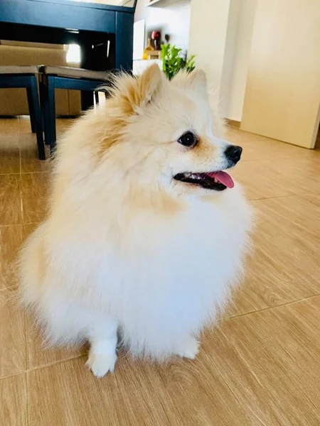 Portrait Sitting Floor Cute Pomeranian Spitz — Stock Photo, Image