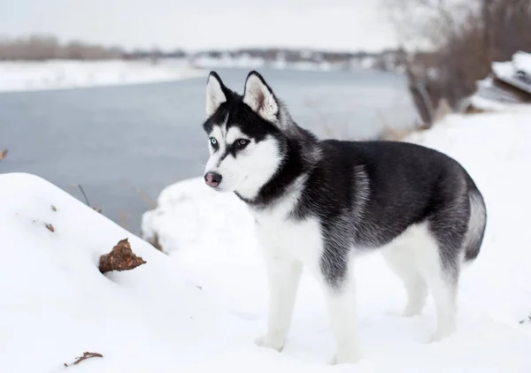 Beautiful dog husky — Stock Photo, Image