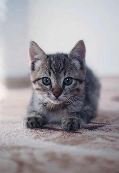 Porträt Eines Kleinen Flauschigen Gestromten Kätzchens — Stockfoto