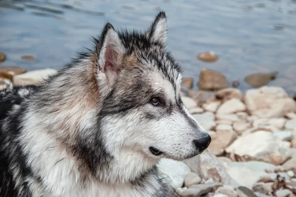 Alaskan Malamute. A large pedigree dog. Portrait gray white Malamute in nature. — Stock Photo, Image