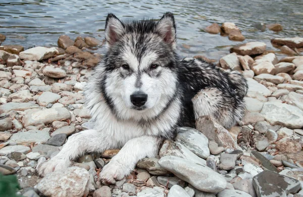Alaskan Malamute. A large pedigree dog. Portrait gray white Malamute in nature. — Stock Photo, Image