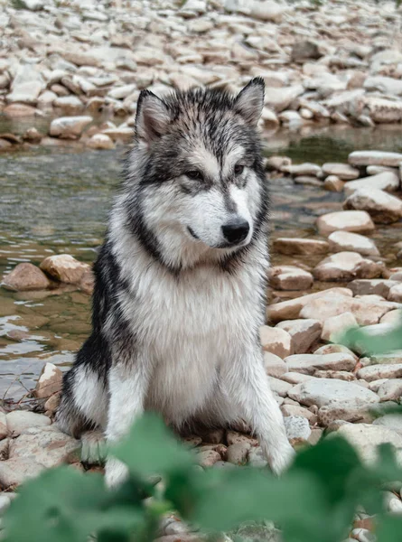Alaska Malamute. Un gran perro genealógico. Retrato gris blanco Malamute en la naturaleza . — Foto de Stock