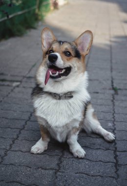 Galli Corgi Pembroke üç renkli, küçük kulaklı bir köpek.