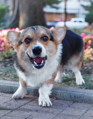 Galli Corgi Pembroke üç renkli, küçük kulaklı bir köpek.