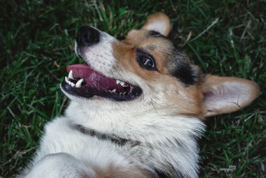 Galli Corgi Pembroke üç renkli, küçük kulaklı bir köpek.