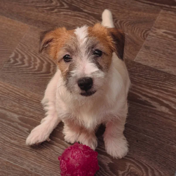 Cuccioli di Jack Russell Terrier barbuto. Cani da pedigree dai capelli bianchi . — Foto Stock