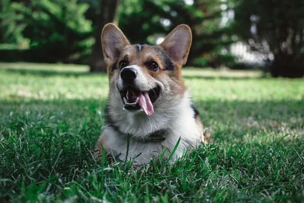 Velšský trikolor Corgi v parku. Portrét corgi — Stock fotografie