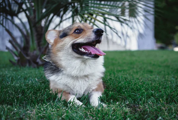 Galês Corgi Pembroke Tricolor Pequeno Cão Pedigreed Orelha — Fotografia de Stock