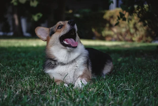 Galês Corgi tricolor no Parque. Retrato de um Corgi . — Fotografia de Stock